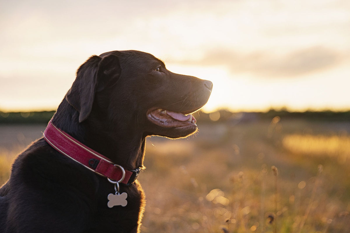 Collars & Leashes